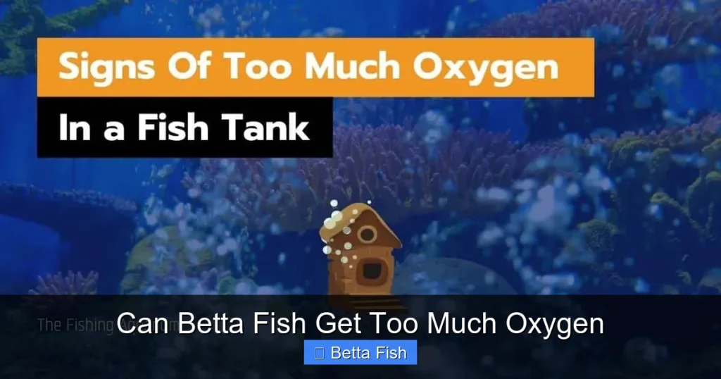 Can Betta Fish Get Too Much Oxygen