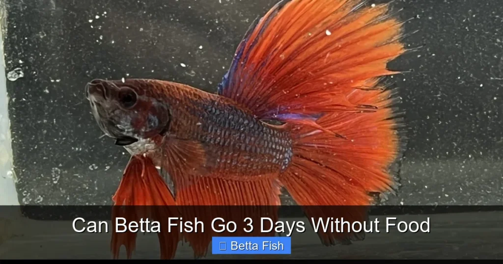 Can Betta Fish Go 3 Days Without Food