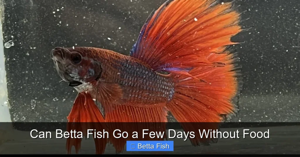 Can Betta Fish Go a Few Days Without Food