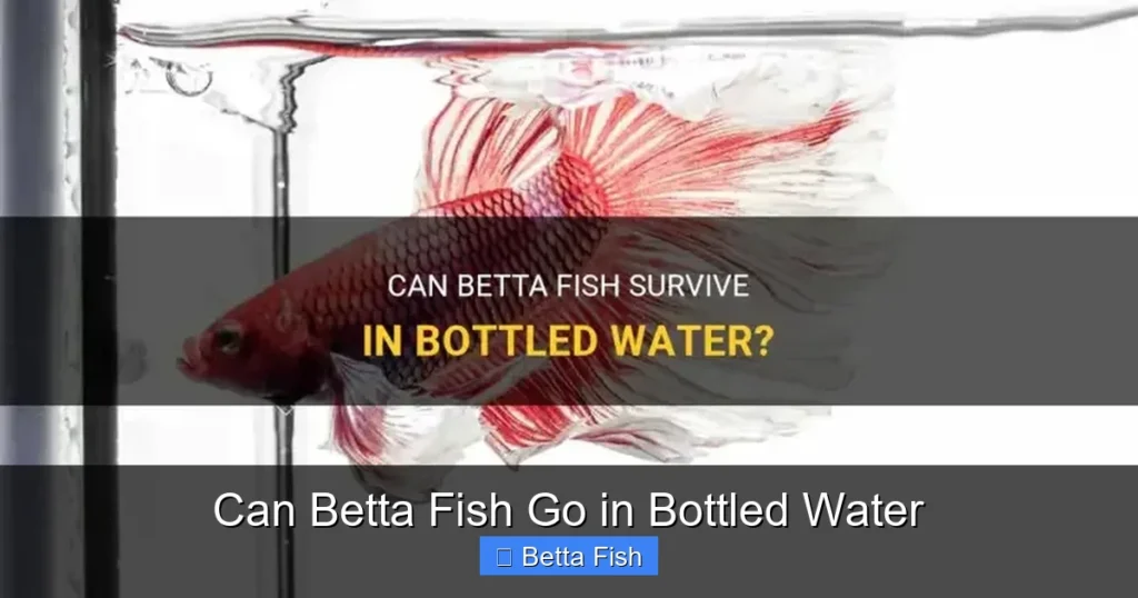 Can Betta Fish Go in Bottled Water