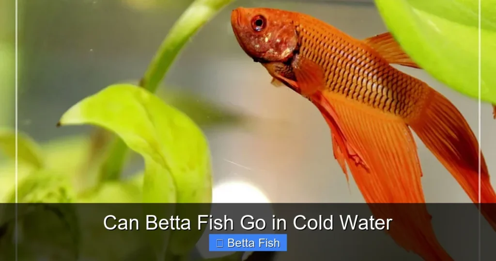 Can Betta Fish Go in Cold Water