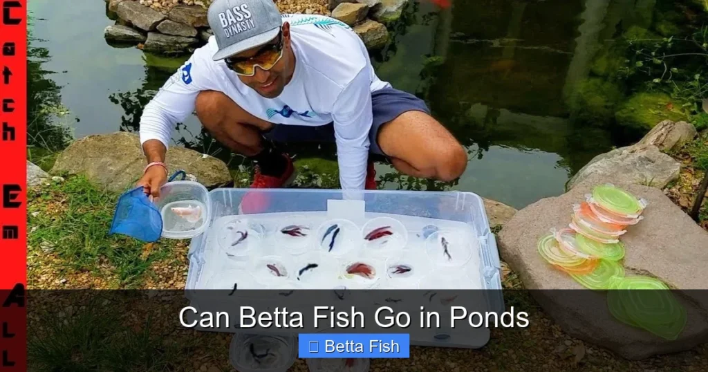 Can Betta Fish Go in Ponds