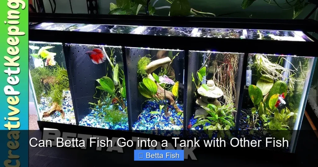Can Betta Fish Go into a Tank with Other Fish