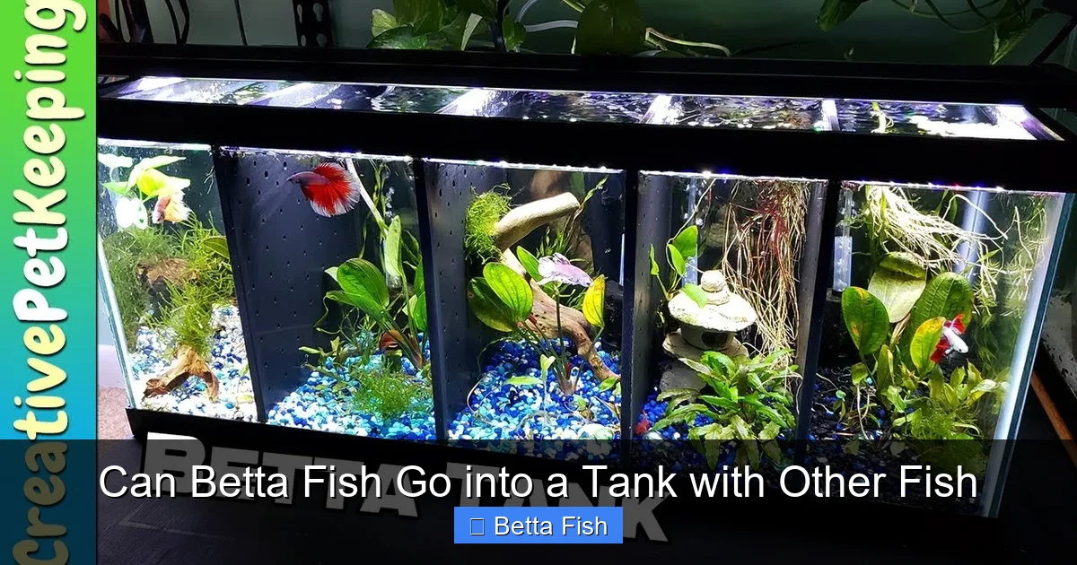 Can Betta Fish Go into a Tank with Other Fish