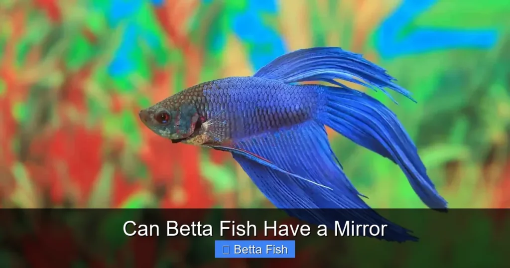 Can Betta Fish Have a Mirror