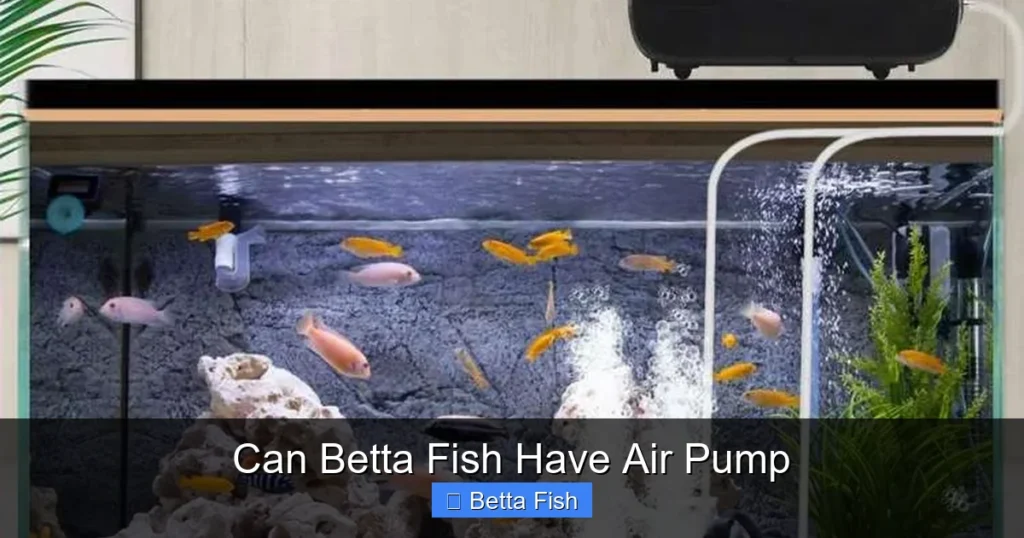 Can Betta Fish Have Air Pump