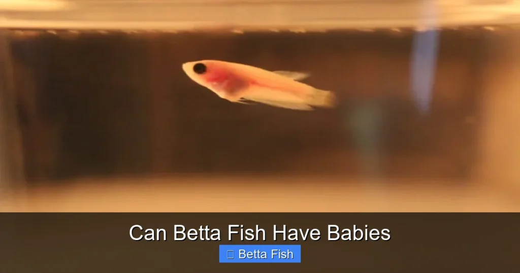 Can Betta Fish Have Babies