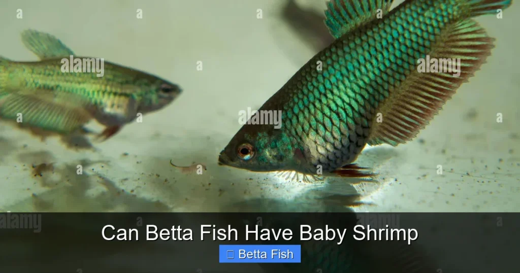 Can Betta Fish Have Baby Shrimp