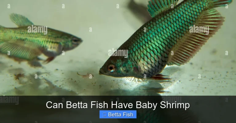 Can Betta Fish Have Baby Shrimp