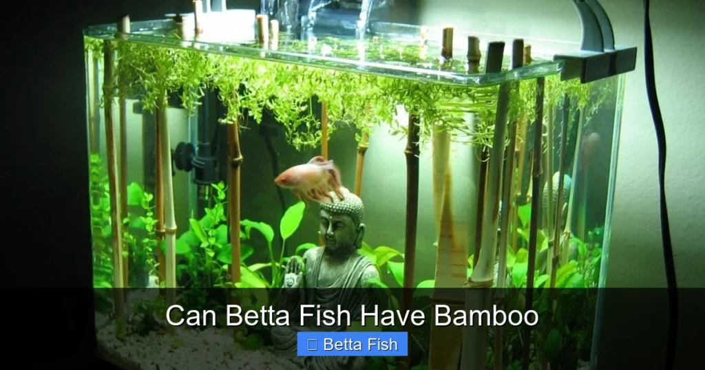 Can Betta Fish Have Bamboo