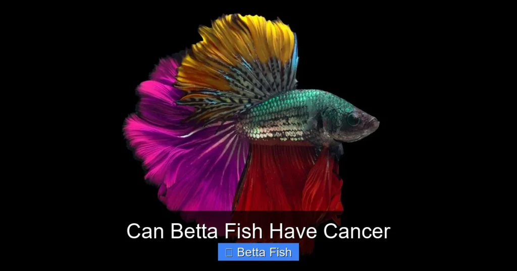 Can Betta Fish Have Cancer