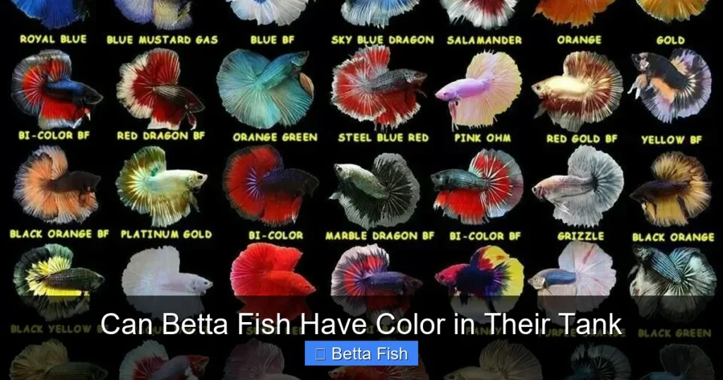 Can Betta Fish Have Color in Their Tank