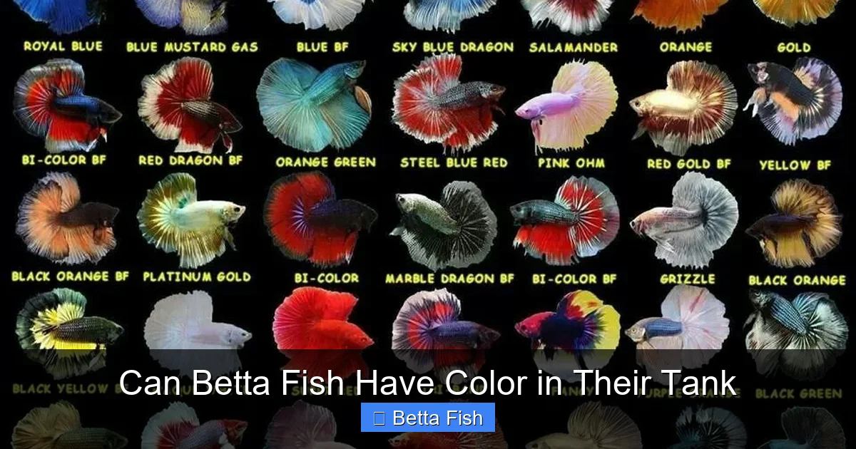Can Betta Fish Have Color in Their Tank