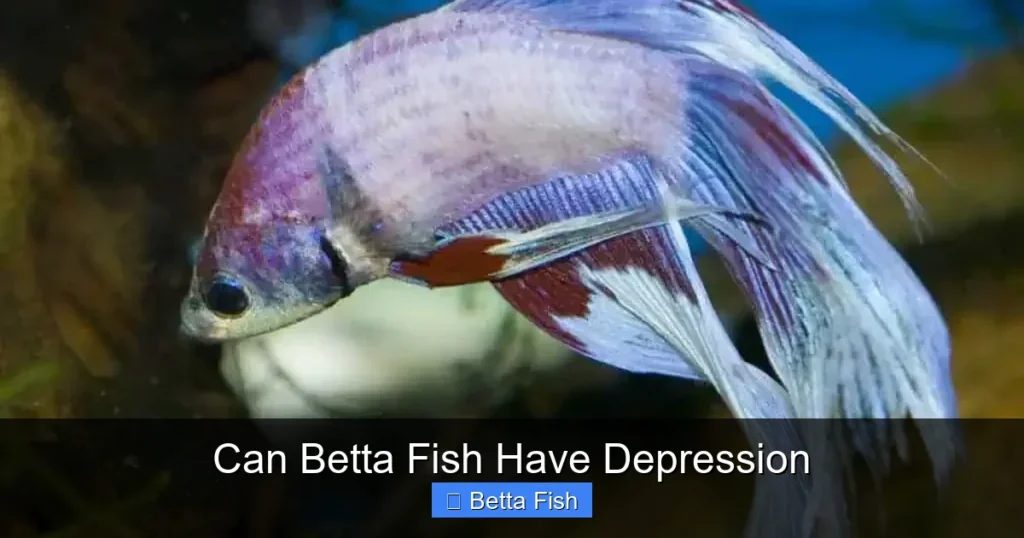 Can Betta Fish Have Depression