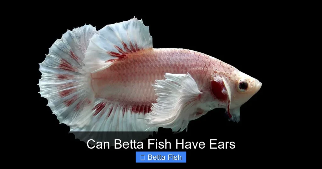 Can Betta Fish Have Ears