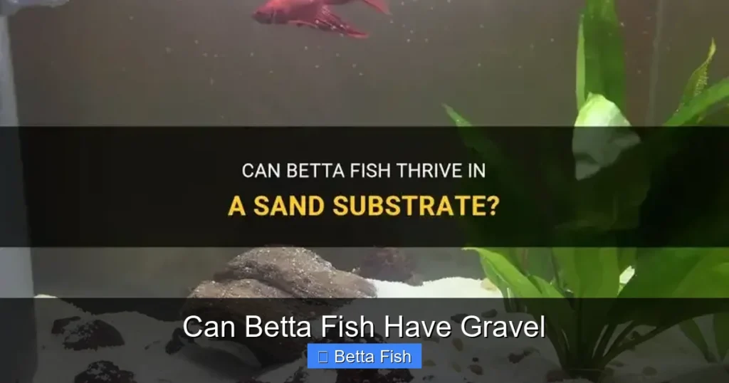 Can Betta Fish Have Gravel