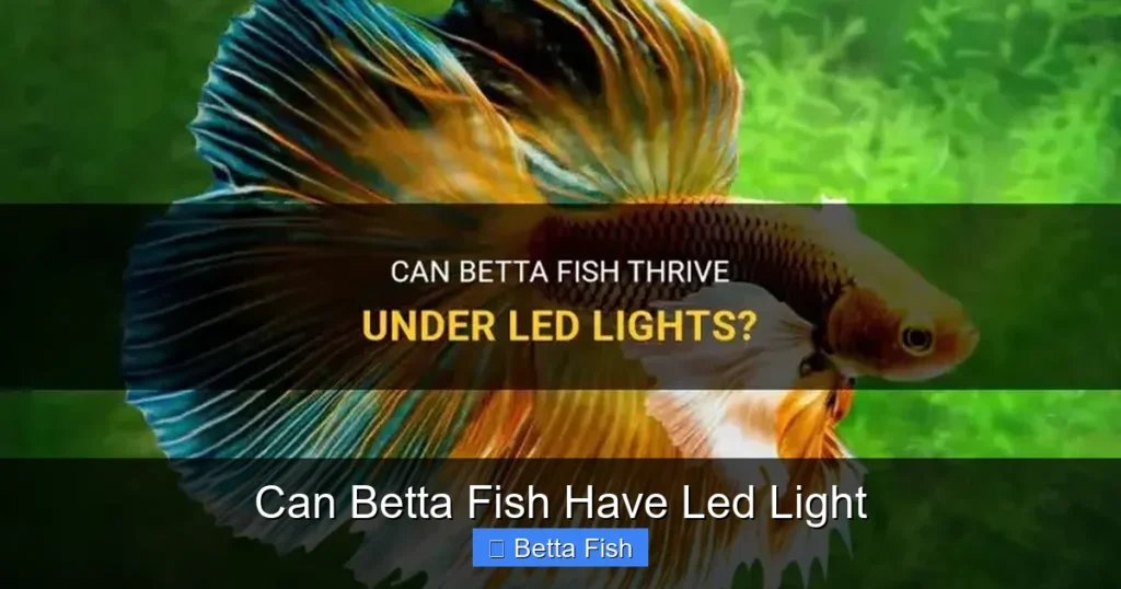 Can Betta Fish Have Led Light