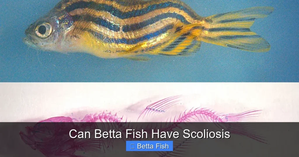 Can Betta Fish Have Scoliosis