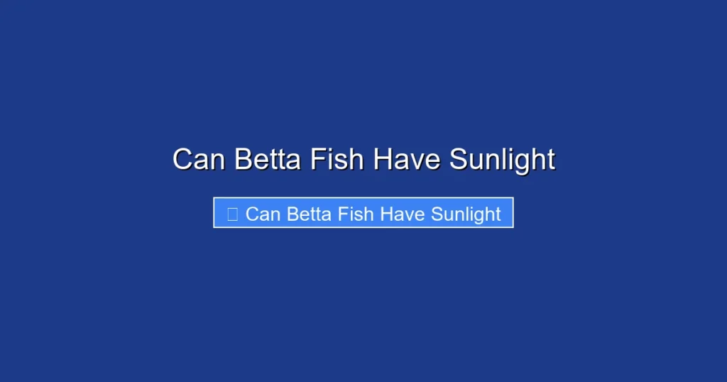 Can Betta Fish Have Sunlight