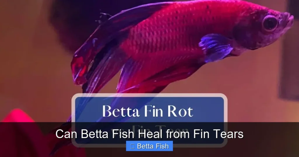 Can Betta Fish Heal from Fin Tears