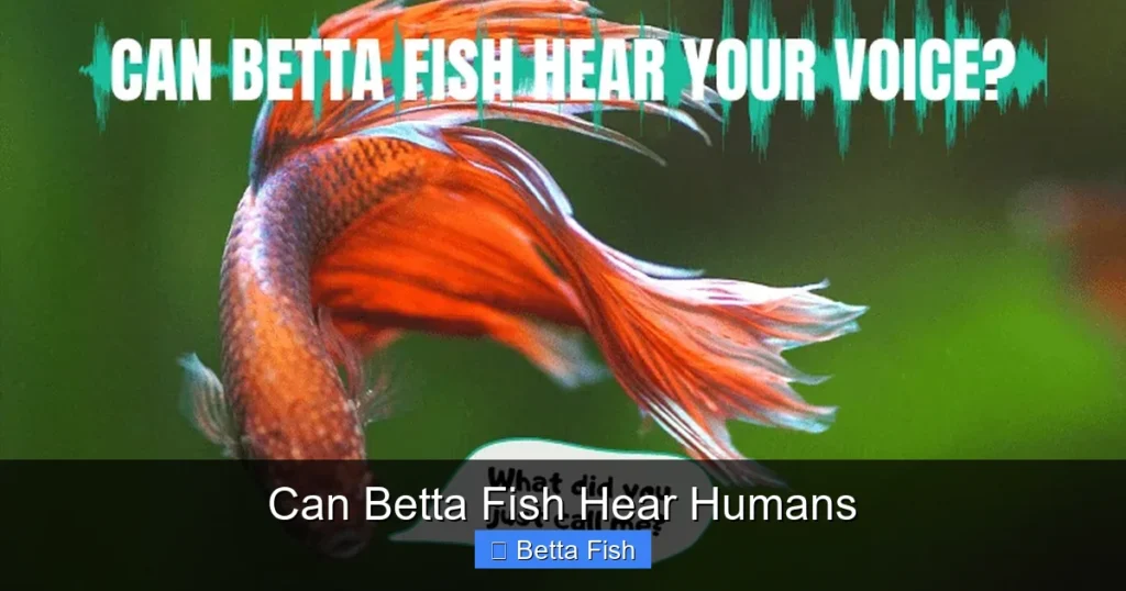 Can Betta Fish Hear Humans