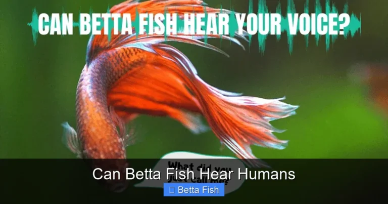 Can Betta Fish Hear Humans