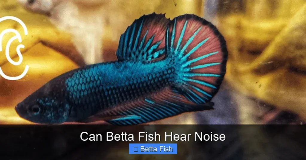 Can Betta Fish Hear Noise