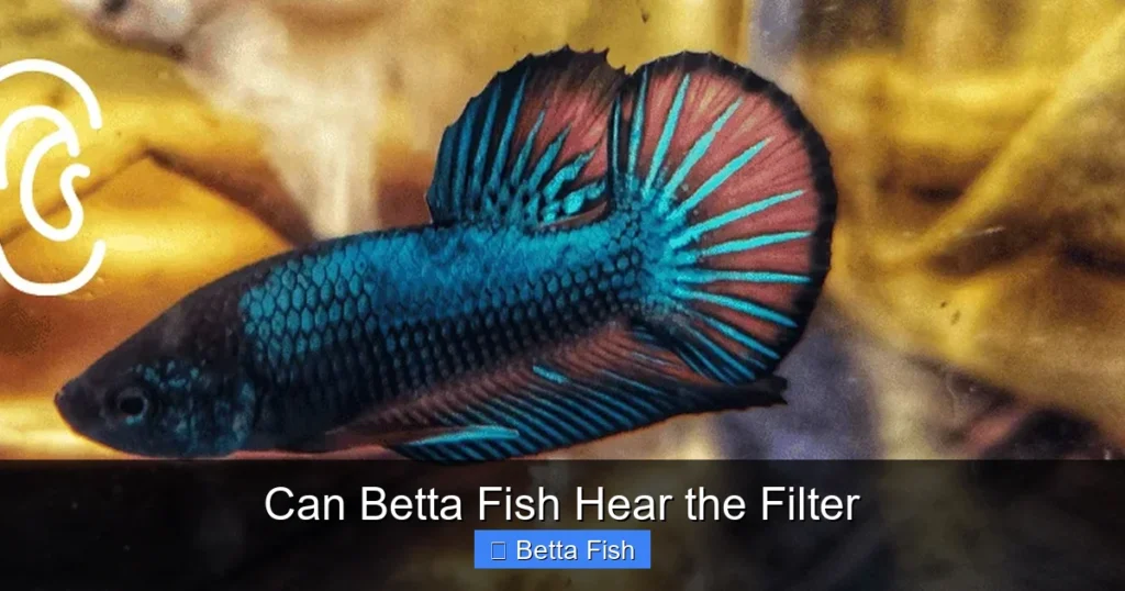 Can Betta Fish Hear the Filter