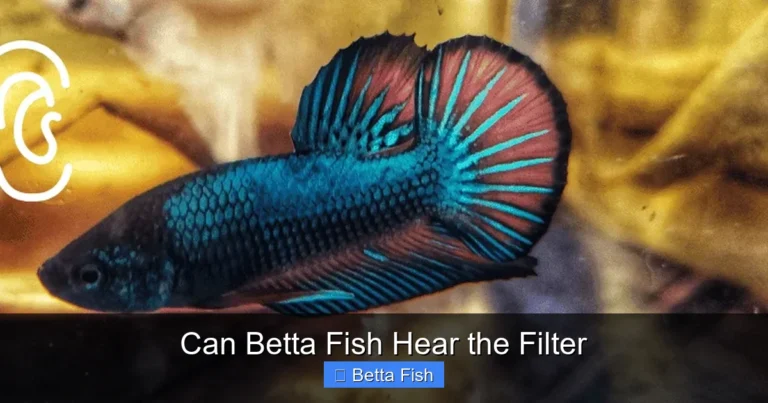 Can Betta Fish Hear the Filter