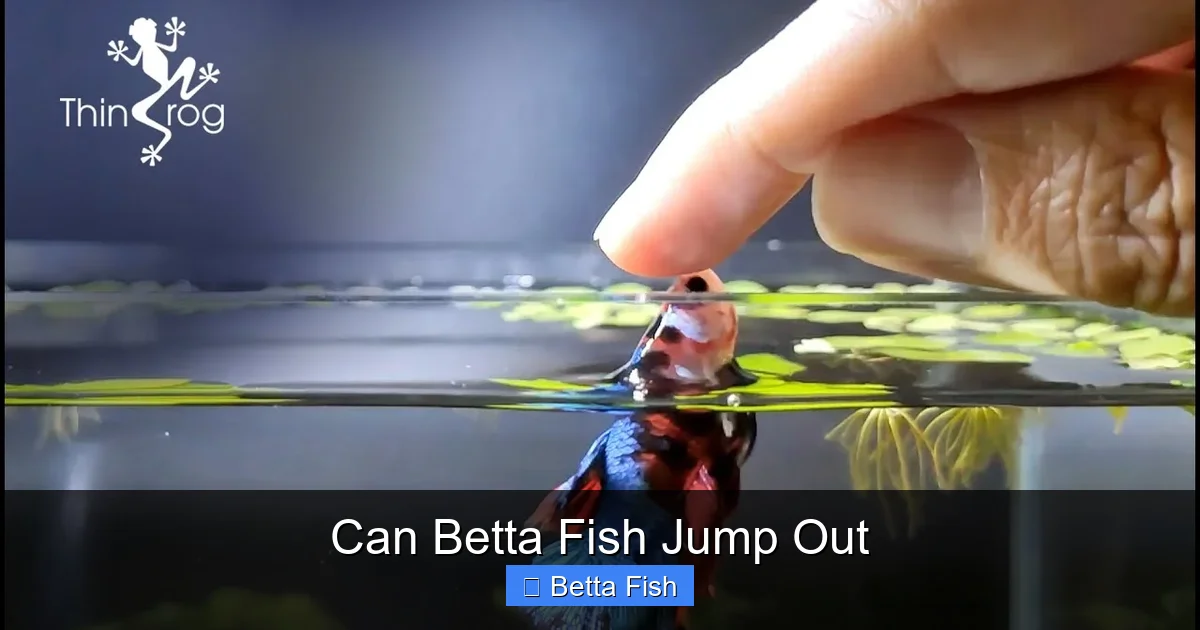 Can Betta Fish Jump Out