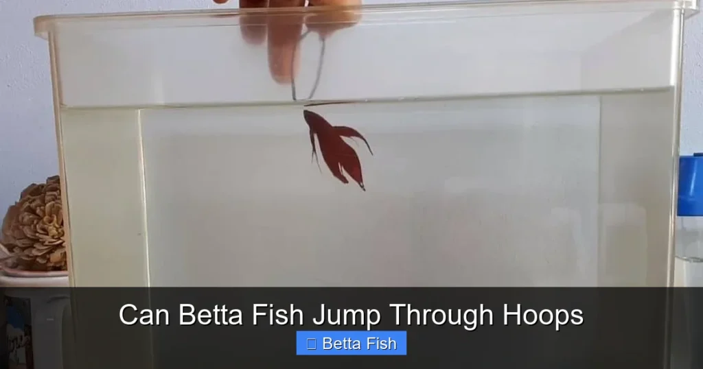 Can Betta Fish Jump Through Hoops