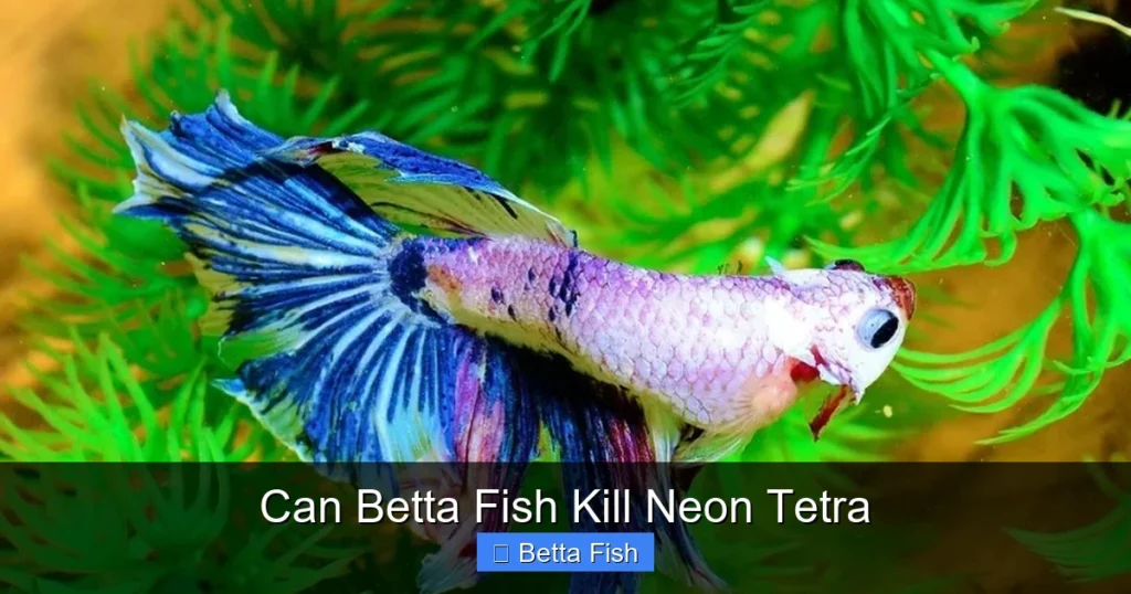 Can Betta Fish Kill Neon Tetra
