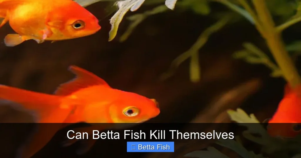 Can Betta Fish Kill Themselves