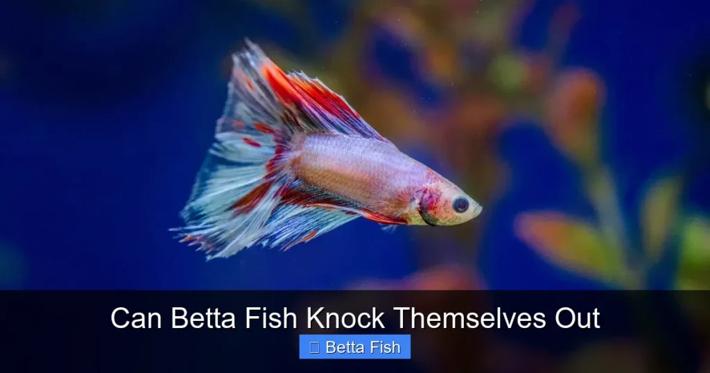 Can Betta Fish Knock Themselves Out