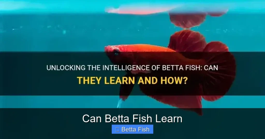 Can Betta Fish Learn