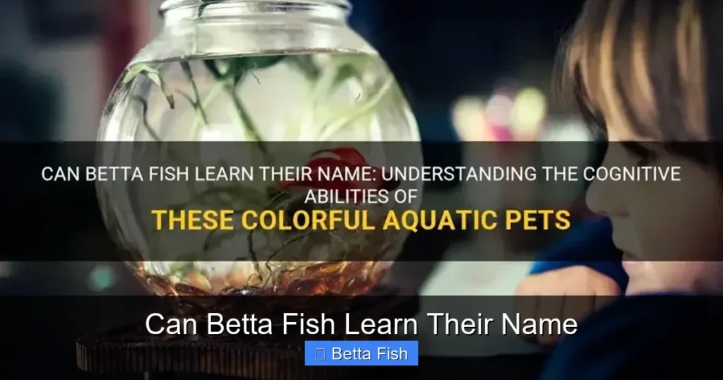 Can Betta Fish Learn Their Name