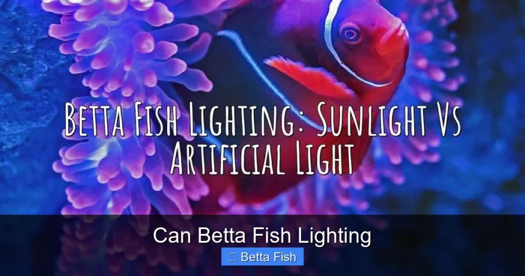Can Betta Fish Lighting