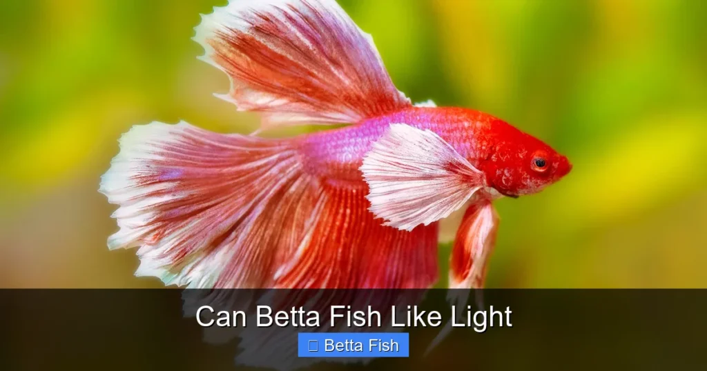Can Betta Fish Like Light