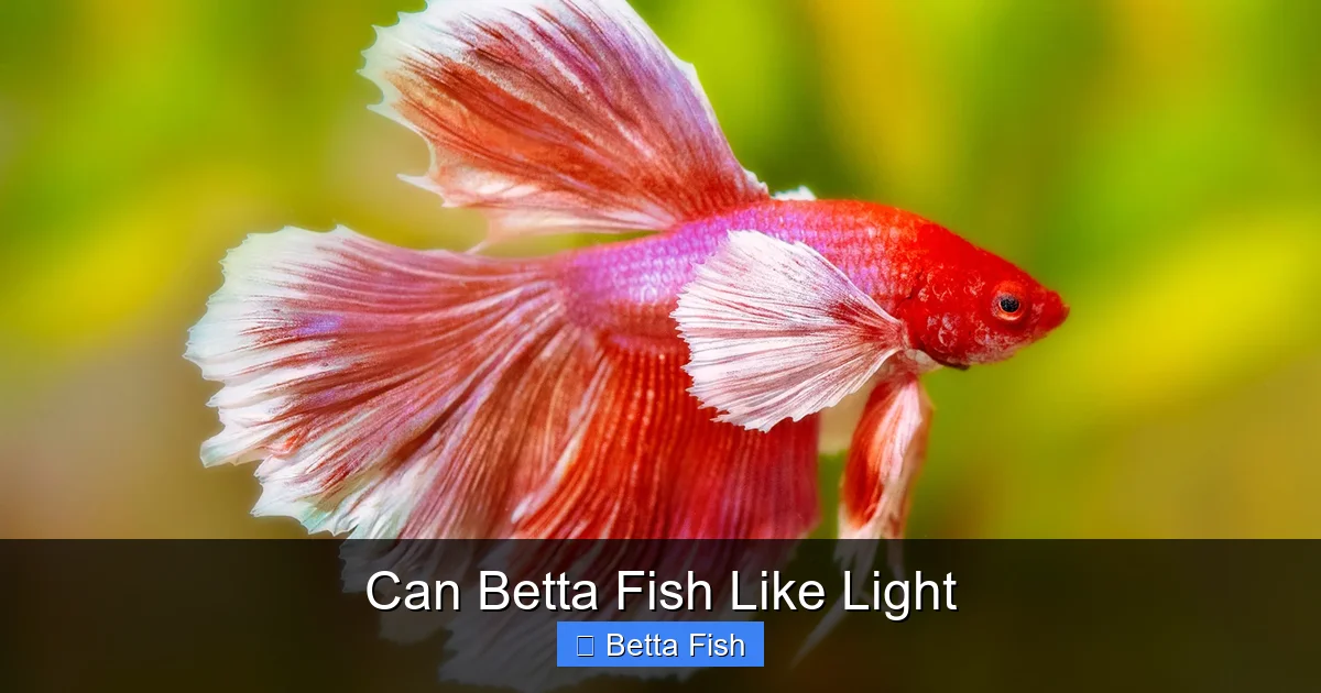 Can Betta Fish Like Light