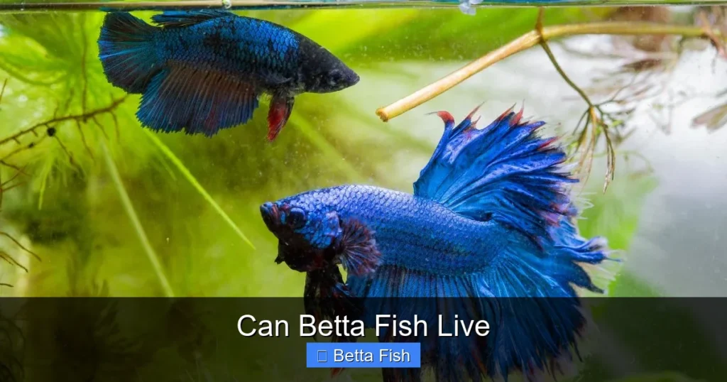 Can Betta Fish Live