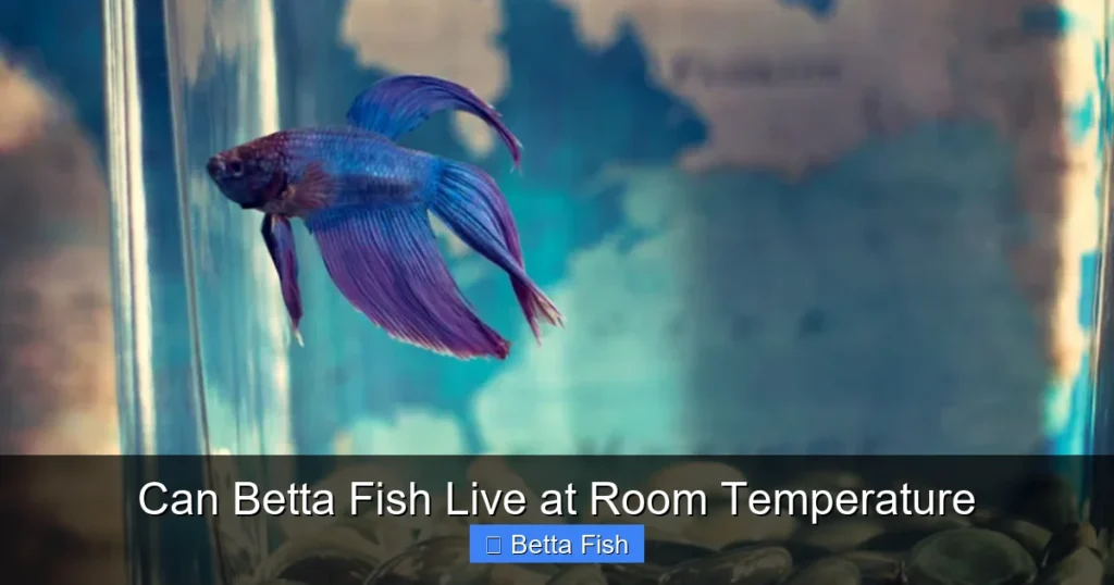 Can Betta Fish Live at Room Temperature