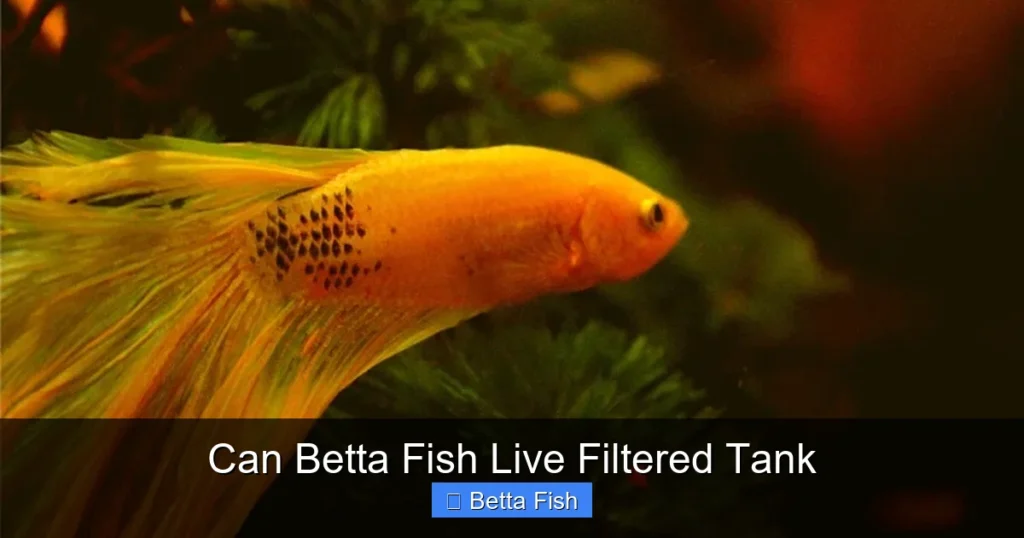 Can Betta Fish Live Filtered Tank