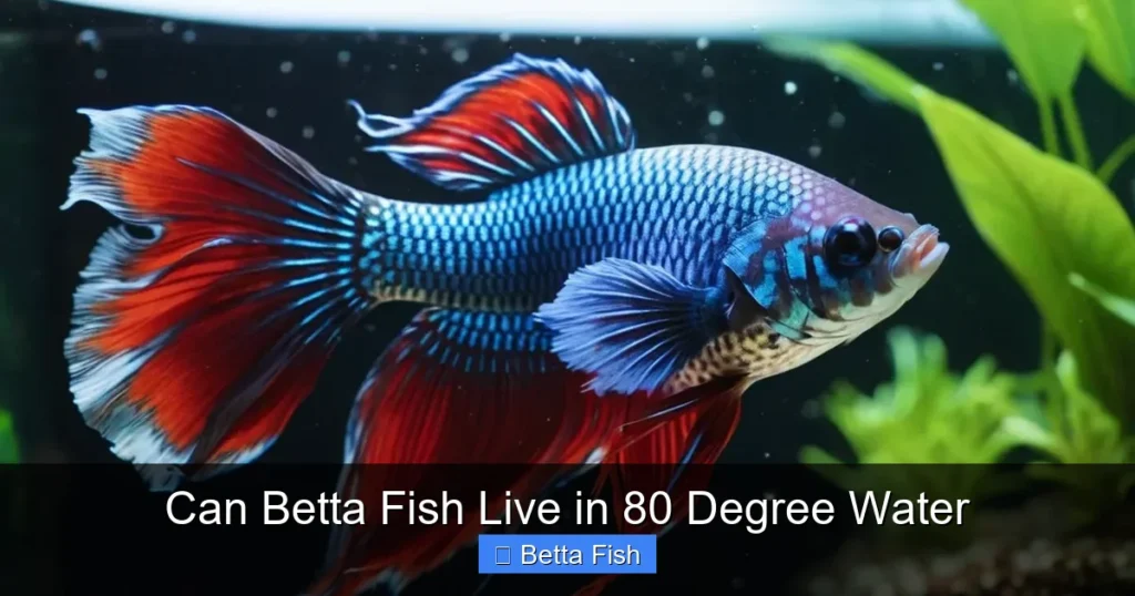 Can Betta Fish Live in 80 Degree Water