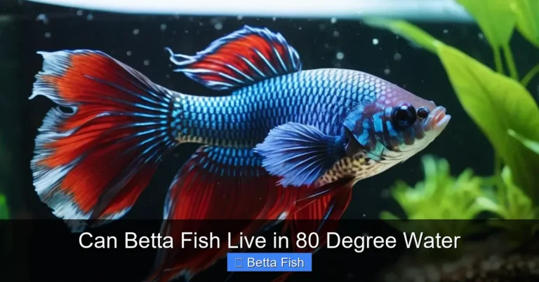 Can Betta Fish Live in 80 Degree Water