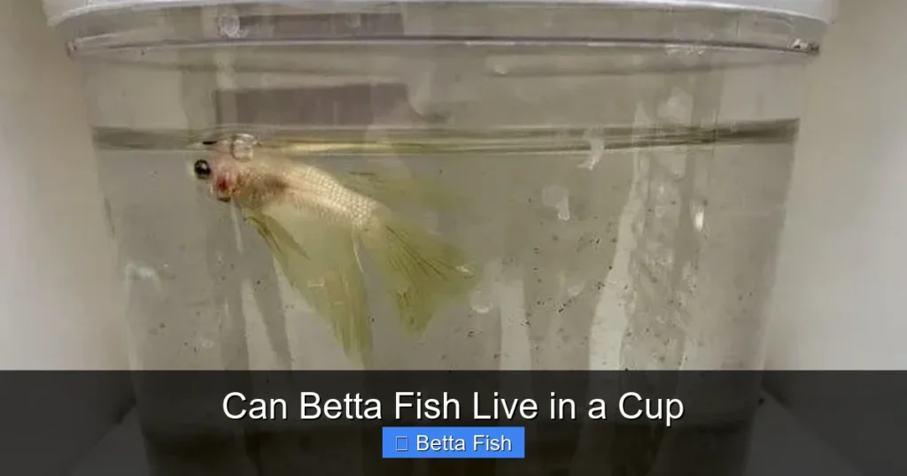 Can Betta Fish Live in a Cup
