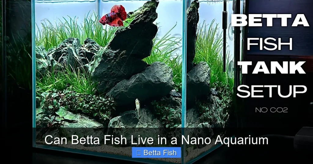 Can Betta Fish Live in a Nano Aquarium