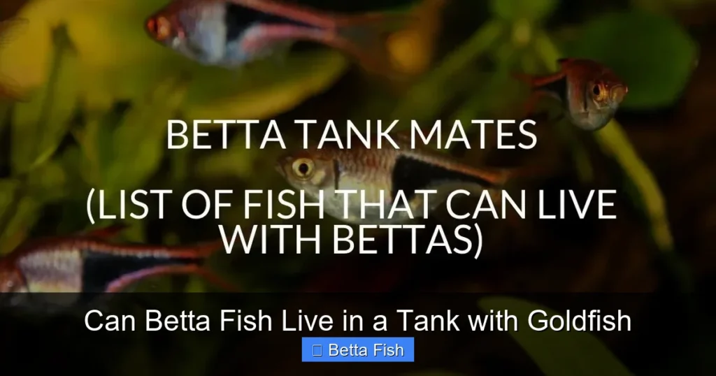 Can Betta Fish Live in a Tank with Goldfish