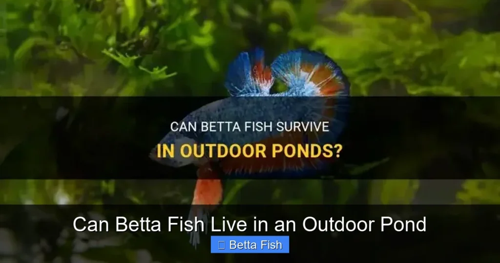 Can Betta Fish Live in an Outdoor Pond