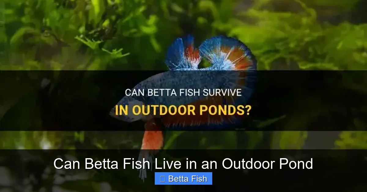 Can Betta Fish Live in an Outdoor Pond