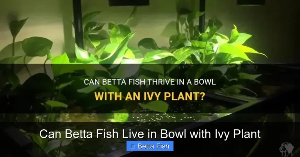 Can Betta Fish Live in Bowl with Ivy Plant